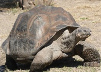 Tartarugas Gigantes de Galápagos