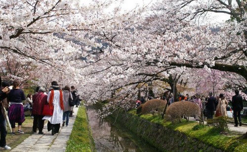 Pacotes de viagem para ver as flores de cerejeira no Japão