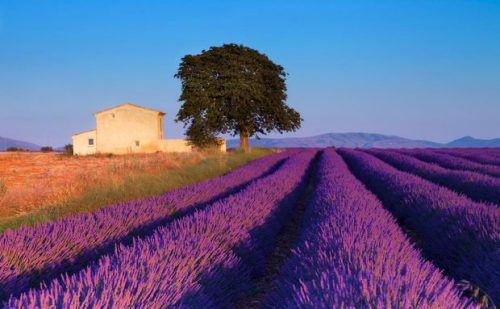 O verão na Provence e na Toscana tem flores e muito charme! Veja os pacotes