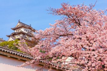 Onde ver o espetáculo das cerejeiras no Japão