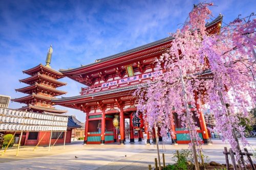 Japão se prepara para celebrar o Hanami, a florada das cerejeiras