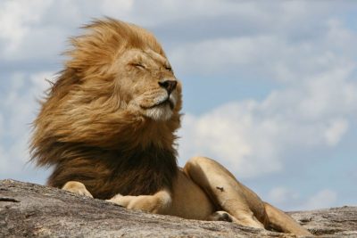 Explore o parque que inspirou os cenários de “O Rei Leão”